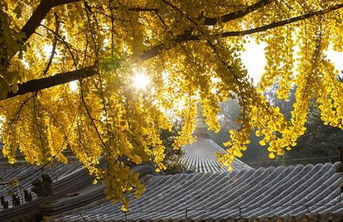 北京城郊的一座佛寺，风景如画像世外桃源，比少林寺历史更悠久