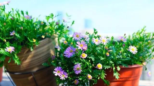 扦插|5种花,趁现在“赶紧扦插”,生根快,长得快,一个月就开花