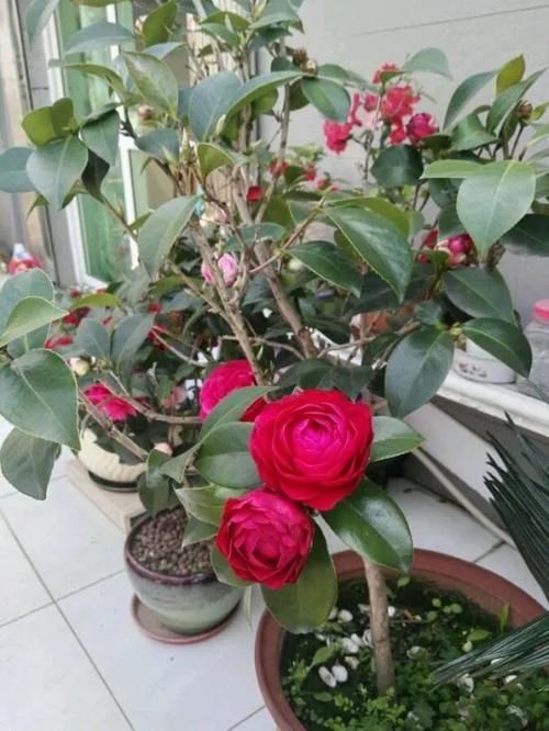 7种花冬天要“春化”，必须冻满1个月，不然落花落蕾不开花！