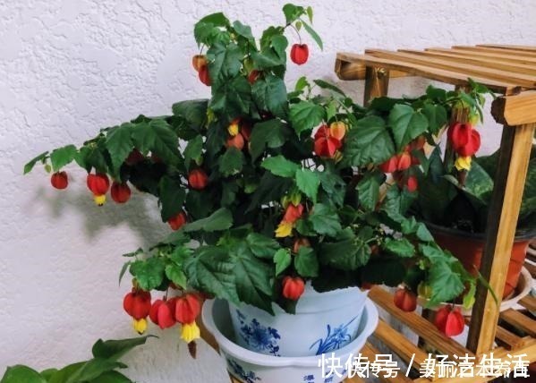 营养物质|养花就要懂得自制肥，教你2种方法，好用不烧根，一点就够了！