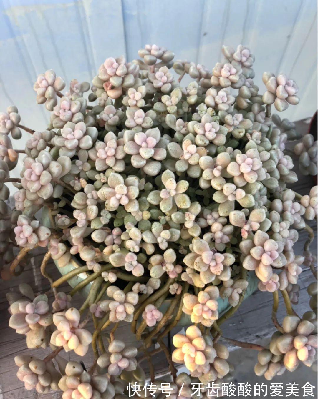 1个盆里塞800棵多肉,鼓到爆炸,看都不敢看