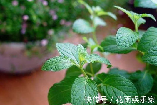 如何把薄荷养到爆盆,几分钟就可以学会,再也没有蚊虫的叮咬