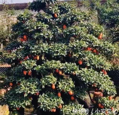 可以摆阳台的“镇宅树”,1盆价值“1万”,养8年像盆景,值钱