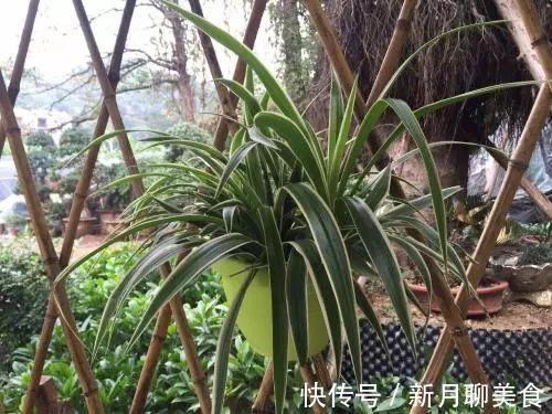 管理|这些植物放在洗手间,不用管理都能长得很好,还祛除异味