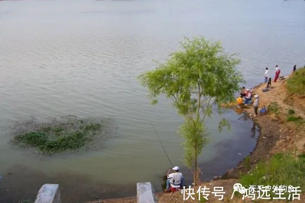 鲫鱼|钓鱼不钓草，完全瞎胡跑找个草窝就开钓，那离“扑空”不远了