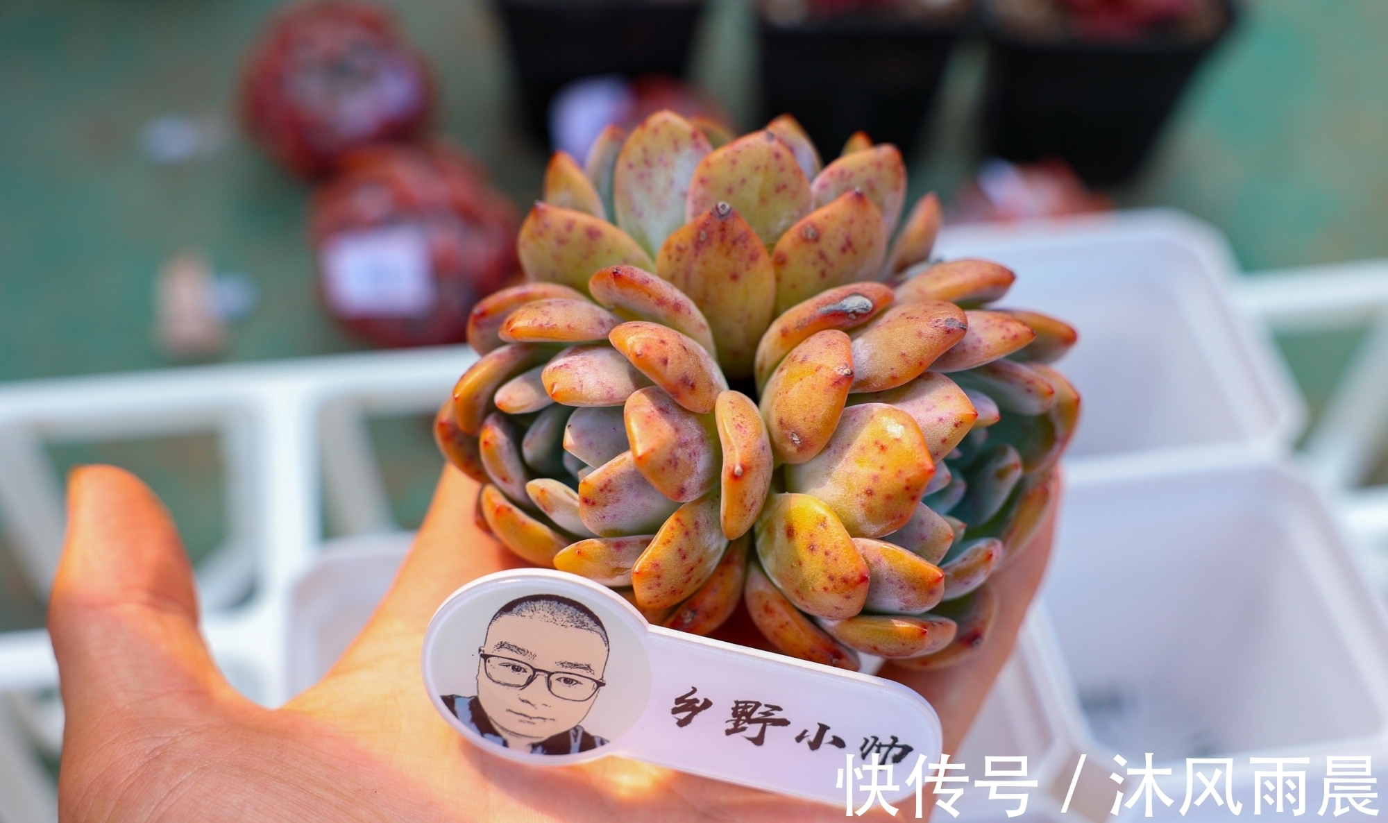 多肉|多肉如果出现这几种情况,可以适当换换盆,秋天会长得更好