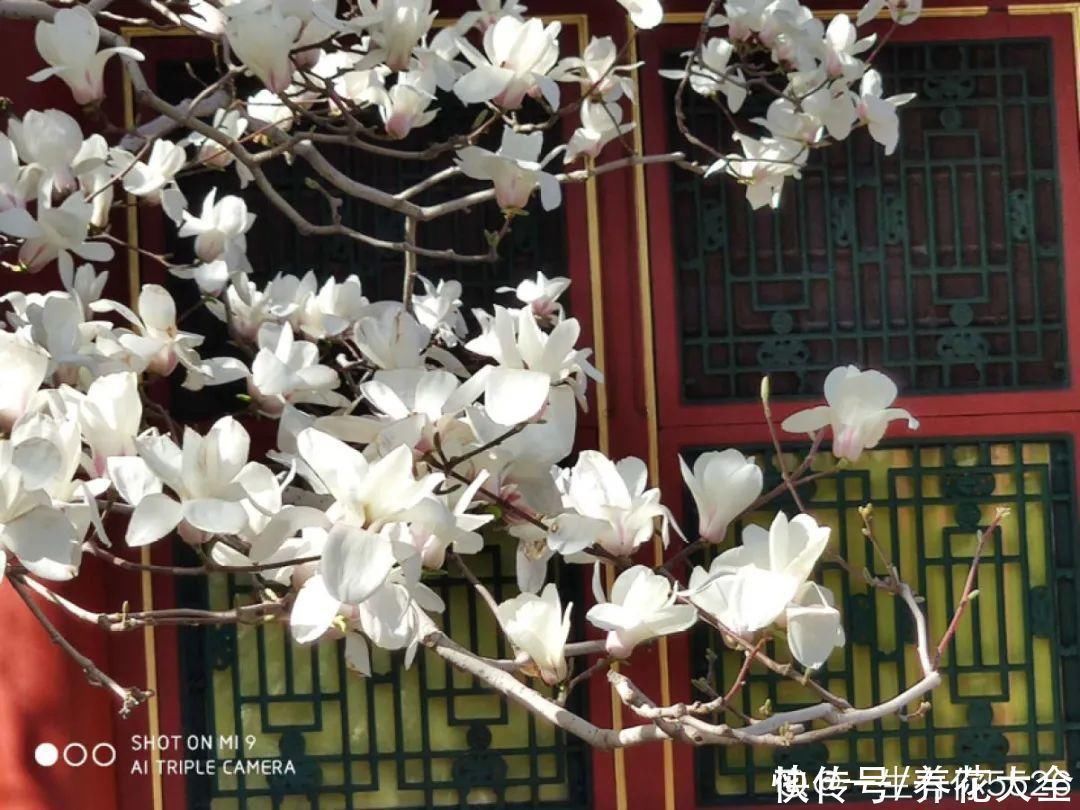 16种特长寿的植物,养十年以上,那都算年轻