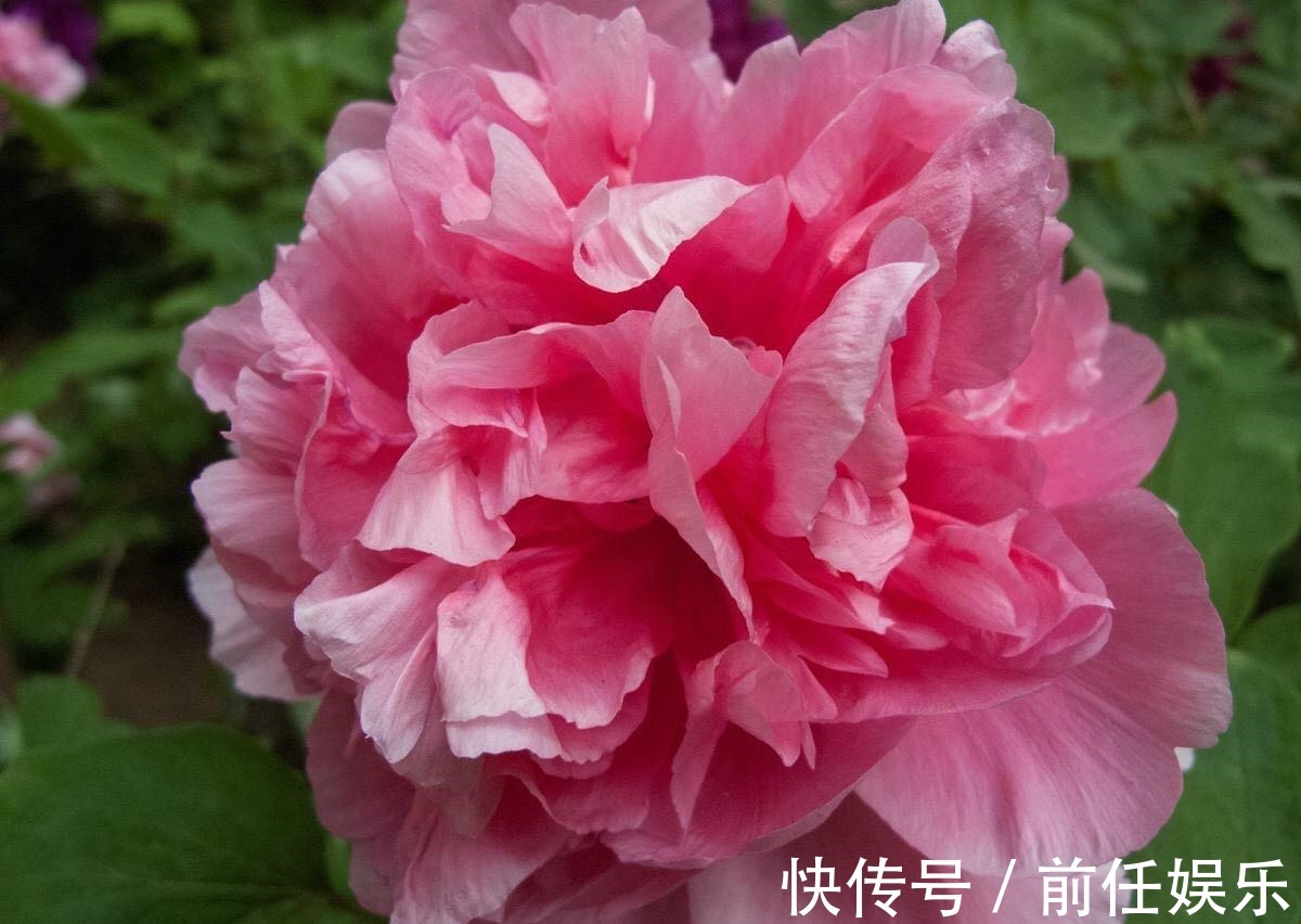 花都不会买,还谈什么养,教你买到正经靠谱的花花草草!