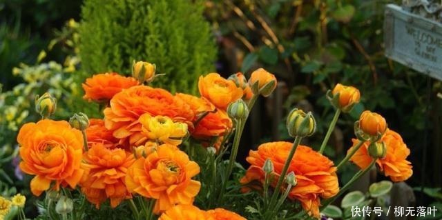 花友有10种花，个头很漂亮，名字却是土掉渣的，差点错过