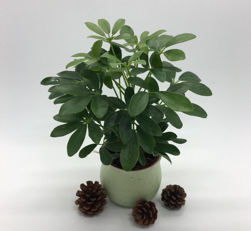 家养鸭掌木，注意这“4点”，长势旺盛，叶片常青，新芽萌发快