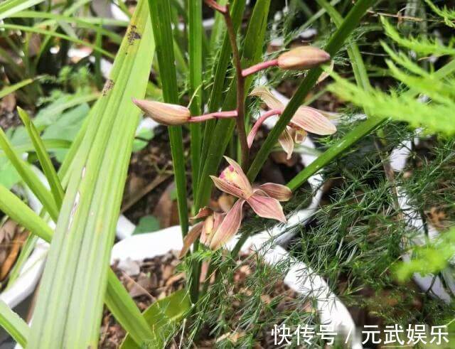根系|兰花“烂根”了,就用这“4步”,轻松解决,新根长不停!
