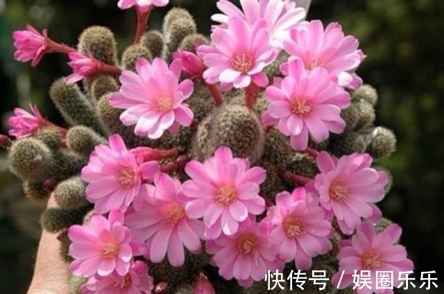 养分|仙人球养得个头可真大,开花硕大又美艳,养护的功夫不能丢!