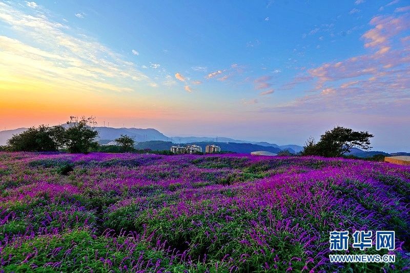 宜都市|【“飞阅”中国】秋花也烂漫 赏花正当时