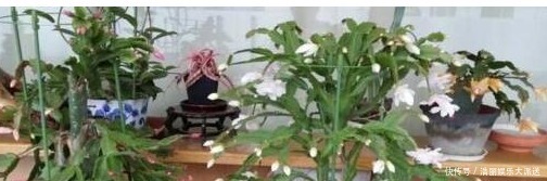 养护|用筷子戳个洞,滴上几滴“它”,“4种花”超喜欢,蹭蹭长不停!