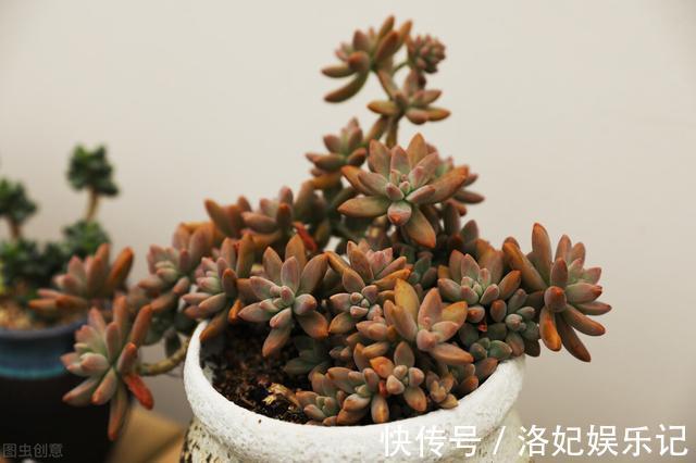 施肥|杨阿姨家的多肉15天浇一次生长水，3个月大变样，成就感满满
