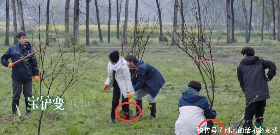 为了节目效果糟蹋桃树苗?《向往的生活》劳动致富的遮羞布被扯下