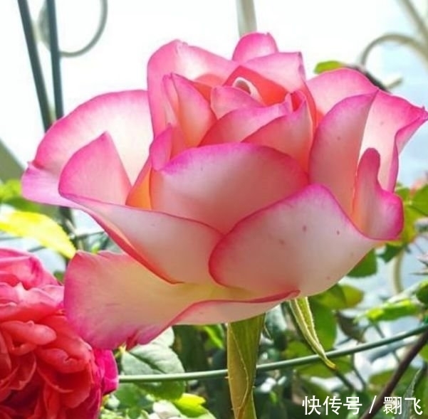  4种花美得让人毫无抵抗力，花大色艳，开花美爆整个阳台！