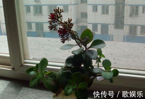 这“3种”植物在水中养,比在土壤生长“快几倍”,叶片更油绿!