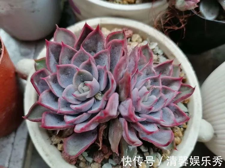 90后川妹子的“丑肉”逆袭记!时光不弃,多肉常在!