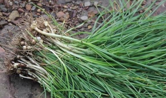 農村最常見的“三種野菜”,90后都吃過,城里有錢也買不到