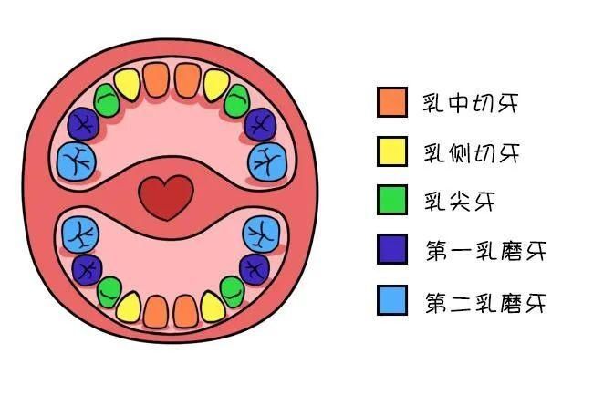 儿童|牙！牙！牙！“不能放养”的宝宝牙齿丨儿童牙病门诊