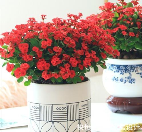 扶桑花|6种“劳模花”,四季花不断,家里养一盆,开花300天