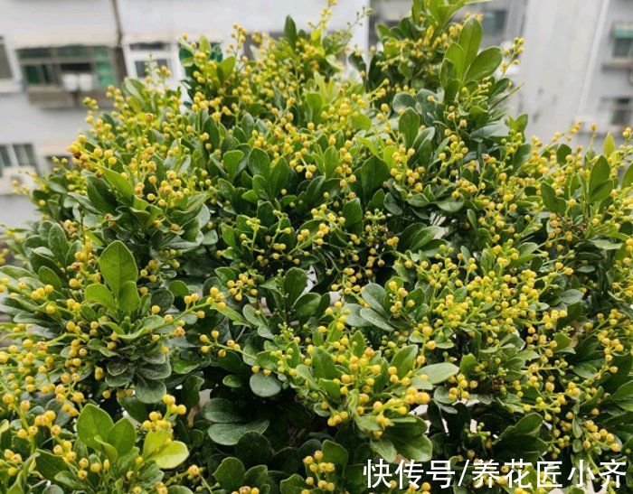 弱枝|五种“漂亮花”，春天升温赶紧剪，冒芽新枝壮，开花多又大