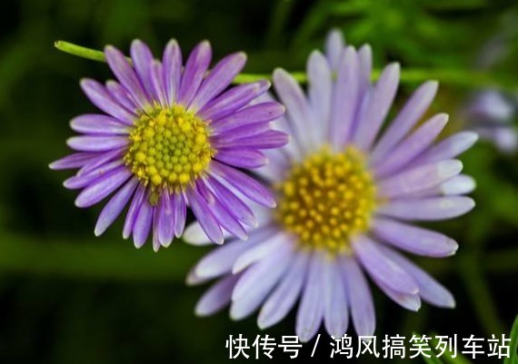 这5款花卉,被称为“开花机器”,家里养一盆,花开繁盛惹人爱