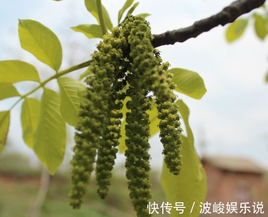 长寿菜|农村称它为“长寿菜”,是山区里的家常菜,晒干后城里68元一斤