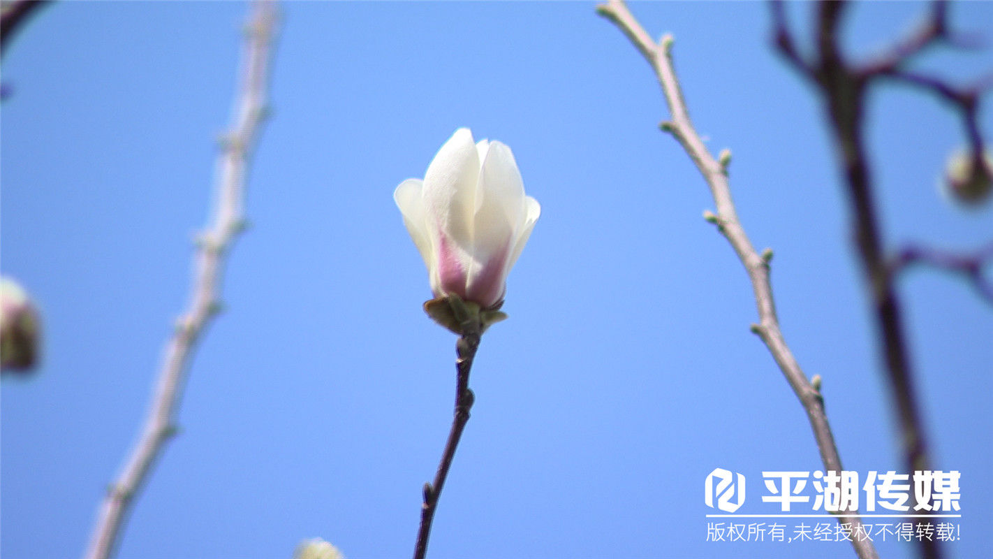 春天的气息！街头百花竞相开放，又到一年春好时