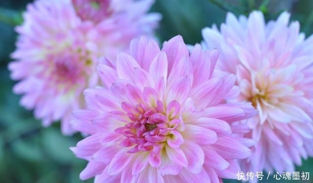 院子中一定要种的花,它的美远超你的想象!