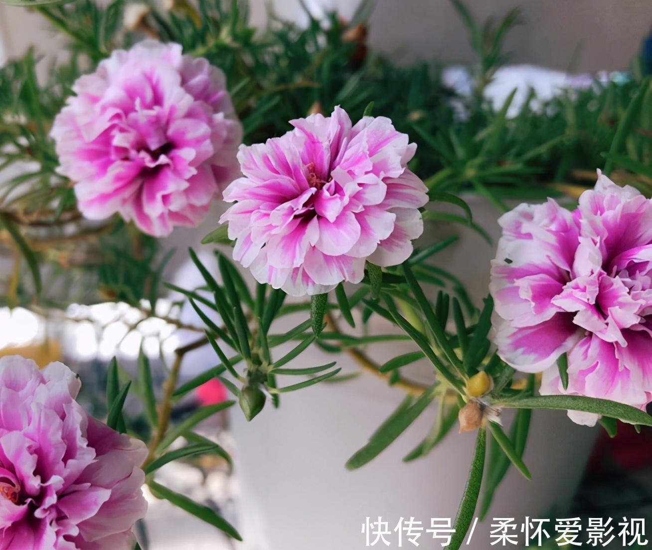 金钱树|客厅养花，选4个品种错不了，有的好看，有的寓意好