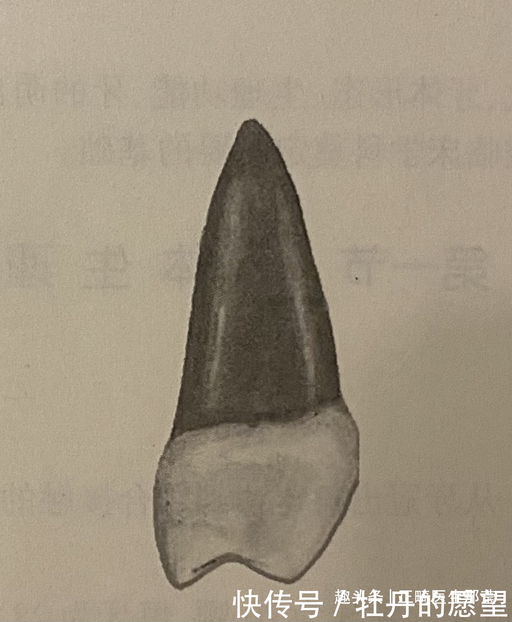 各司其职的牙齿