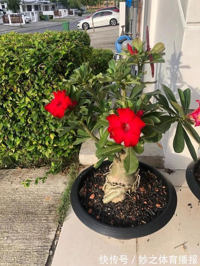 最爱晒太阳的8种花,越晒开花越多,阳台养几盆,开花成海