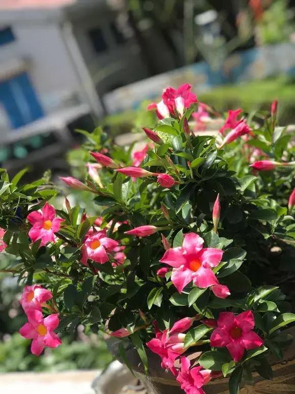 2种花爱爬藤,1次花开几百朵,不爱生病不生虫,太好养了!