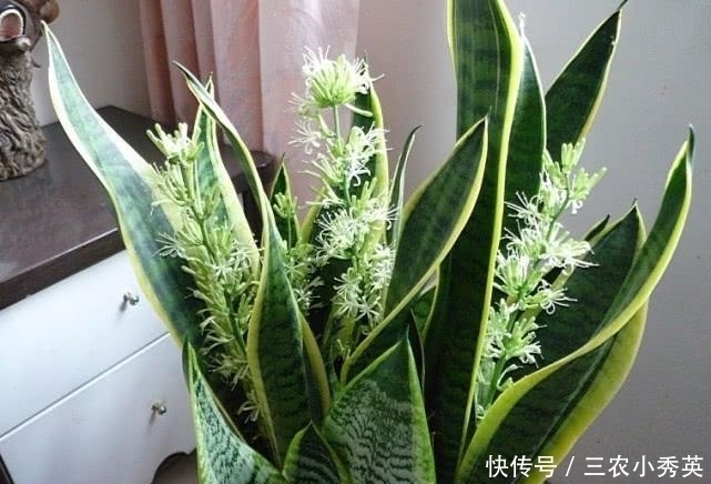 园土|虎皮兰就是不生长, 快来看看这方法, 让它恢复生长就这么简单