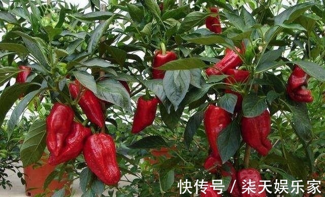 花友|养花不成“改种菜”，红辣椒种在“编织袋”里，一次能摘30斤