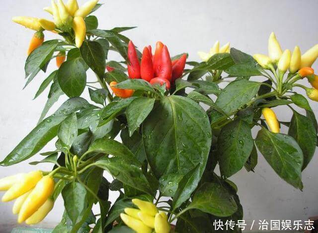 有机肥|阳台的辣椒苗，只长叶子不结果，教你3招，爱结果吃不完