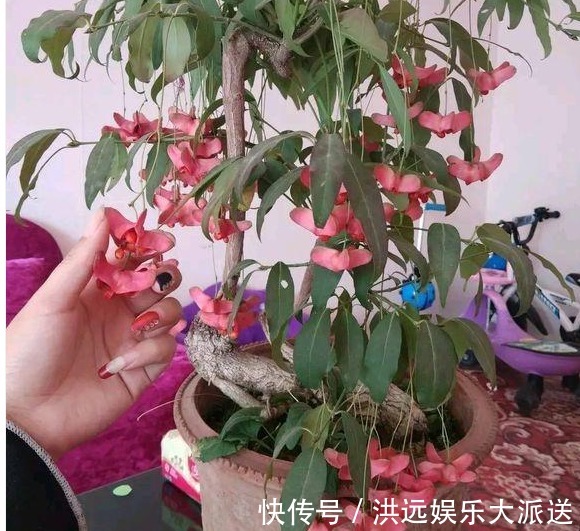 金线|传说中的“摇钱树”原来长这样，花型好奇特，我都想养1棵在家里