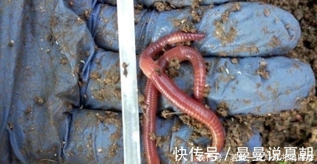谷物|蚯蚓“万能”饵，只需按我说的用，不吹不黑，钓上的鲫鱼都很大