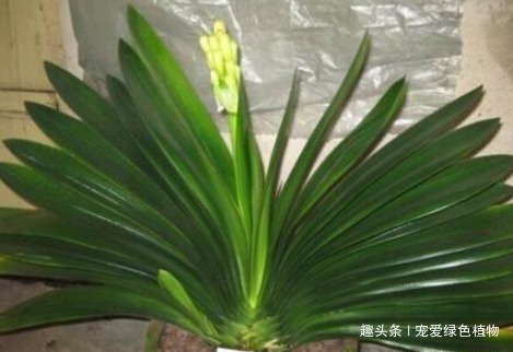 君子兰难开花用上“2种废料”,1年能长8片叶,能开2次花!