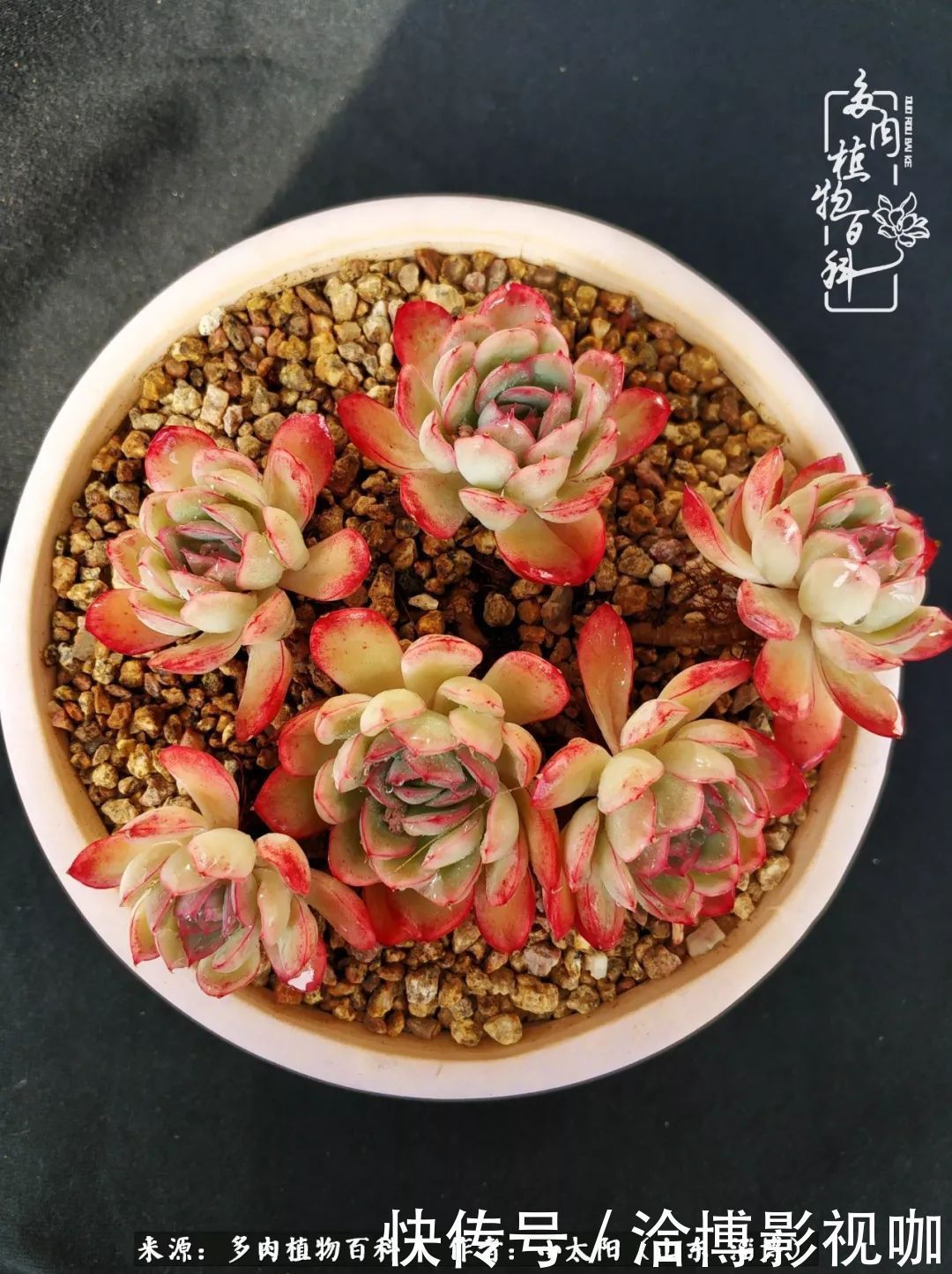 小苗|脱坑一年,最后发现自己生活里始终离不开多肉!