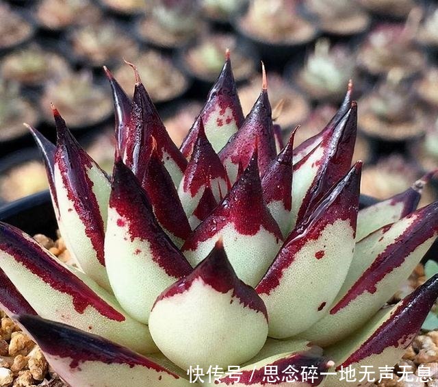 这三“普货多肉”寓意好，越老越值钱，养成老桩可当“传家宝”！