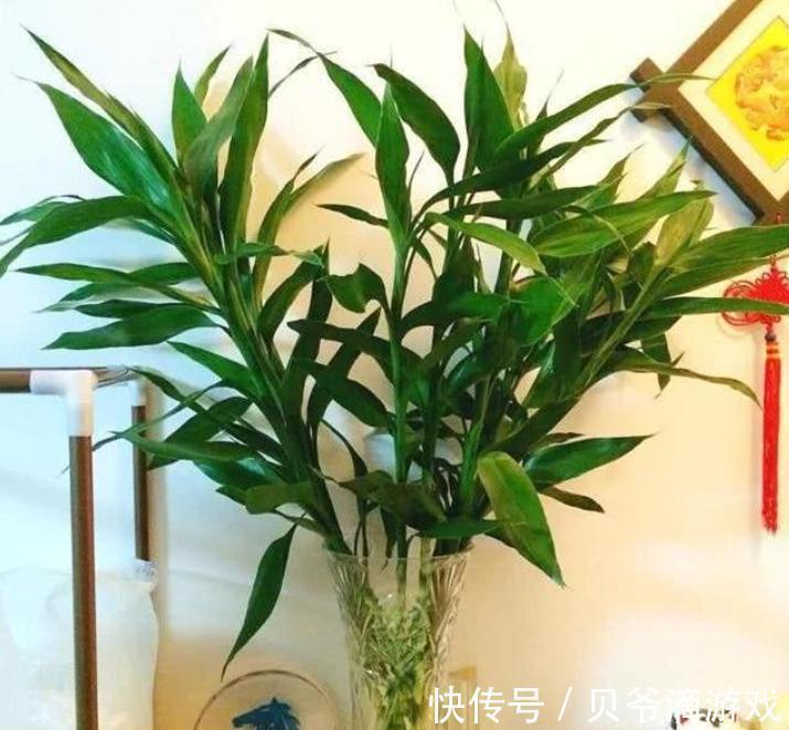 适合客厅养的“6种花”，一个比一个好养，一个比一个好看