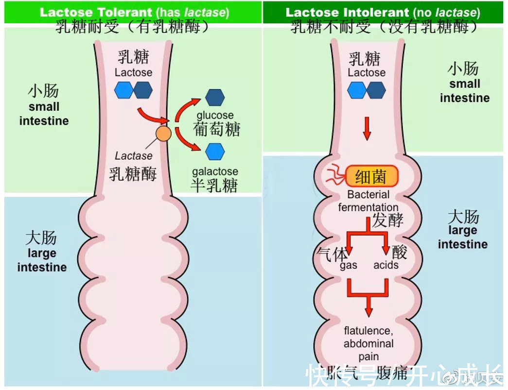 乳糖酶|宝宝每天大便好多次?警惕乳糖不耐受!你需要这么做