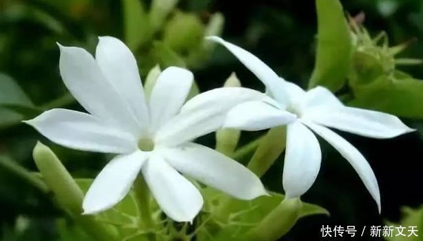 天竺葵|5种适合夏天养的花，香飘满屋，起到驱蚊好效果，让你天天睡得香