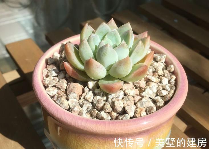 水溶液|天热换盆土,方法不正确,多肉反而更容易烂根化水