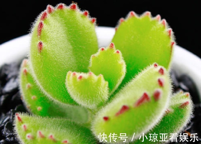 肥厚|养好熊童子不简单，做对以下这四件事，叶片肥厚又饱满