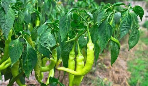 买青椒时,如何区分辣的和不辣的教你几招,以后别再选错了