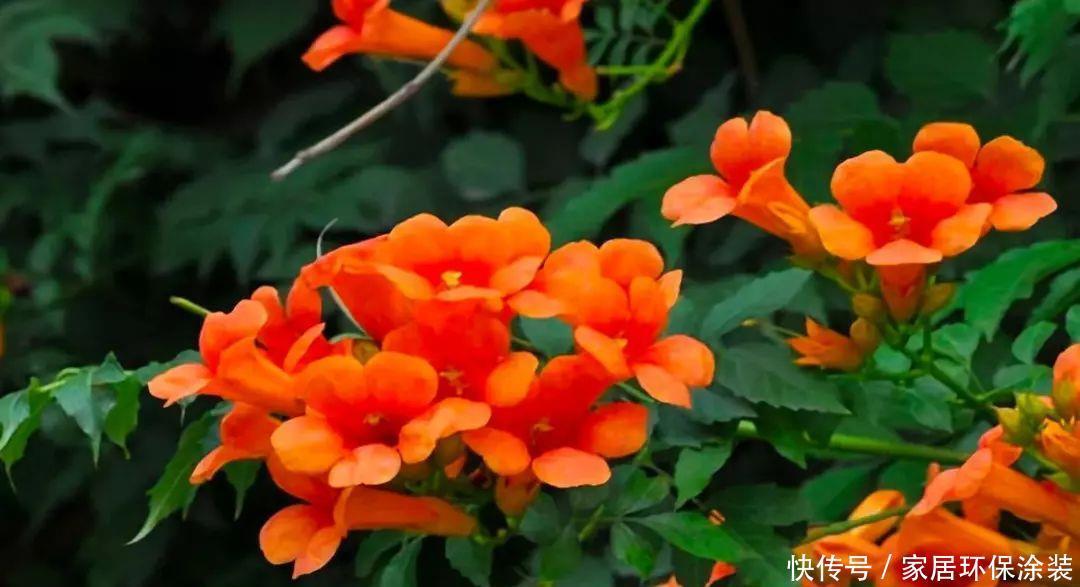 10种适合秋天移种的爬藤花,养1年就能爬满墙